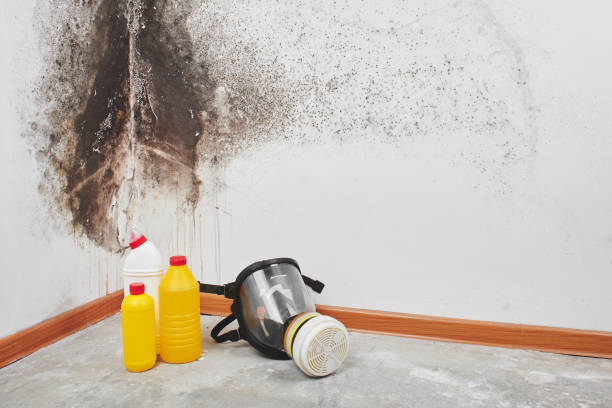 Best Post-Flood Mold Remediation in Mcallen, TX