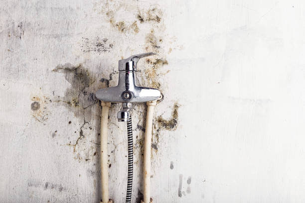 Best DIY Mold Remediation Support Services in Mcallen, TX