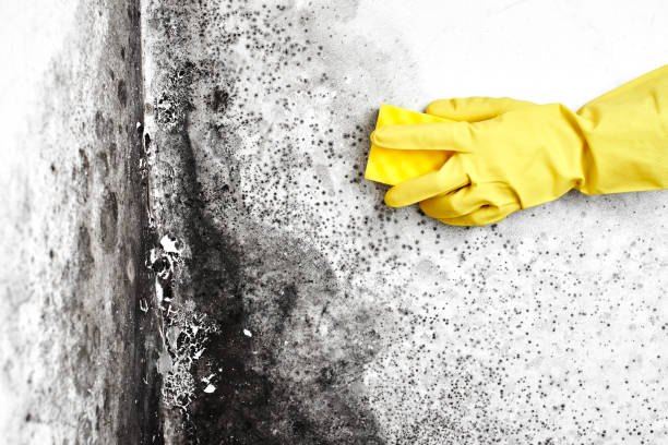 Professional Mold Remediation in Mcallen, TX
