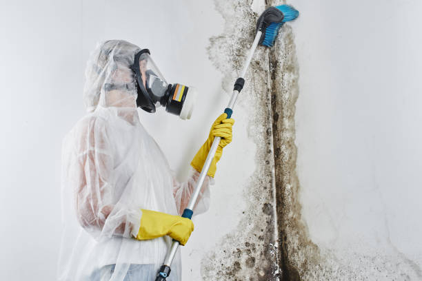Best Residential Mold Remediation in Mcallen, TX