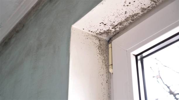 Mcallen, TX Mold Remediation Company