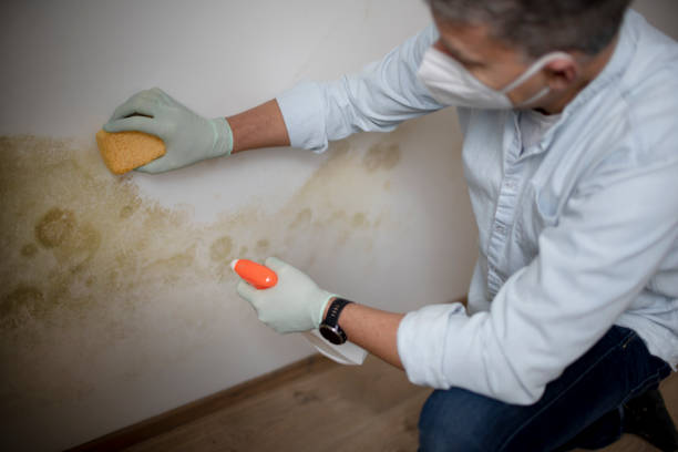 Best Mold Testing and Inspection Services in Mcallen, TX