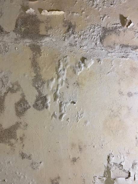Professional Mold Remediation in Mcallen, TX
