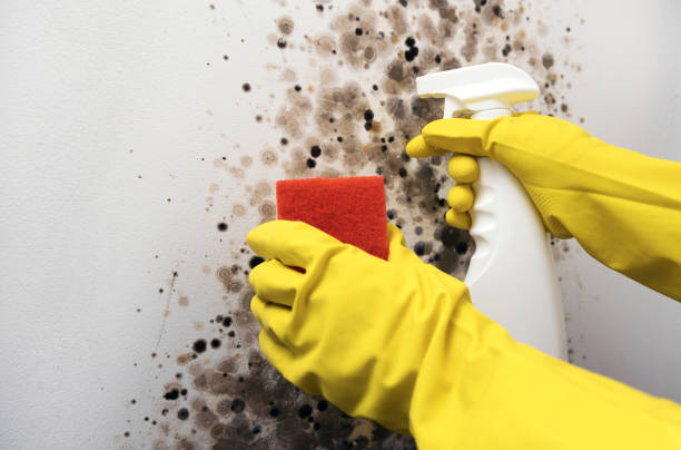 Best Attic Mold Remediation in Mcallen, TX
