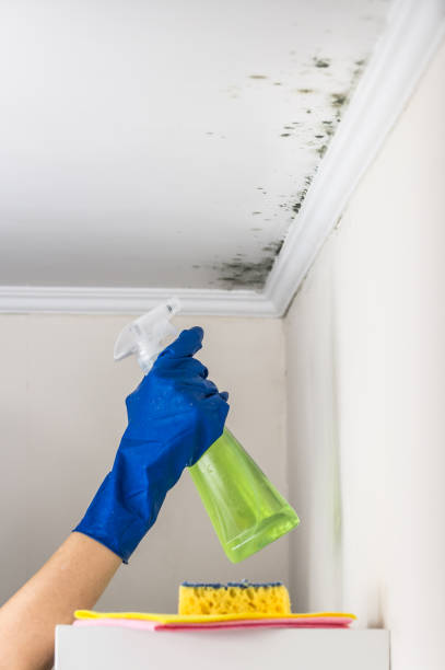 Best Kitchen Mold Remediation in Mcallen, TX