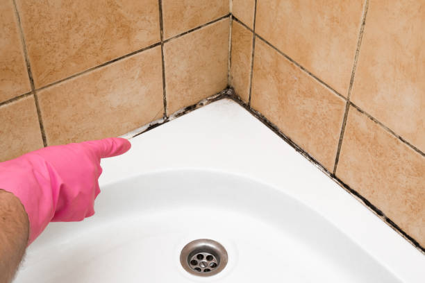 Best Mold Testing and Inspection Services in Mcallen, TX